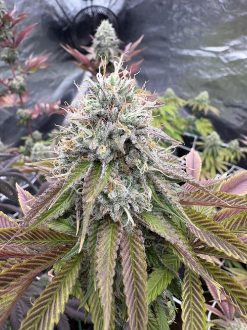 Solfire X Blackfarm X ExoticX GHS🍋🍒⛽️. Week 13 - Mia toyz
