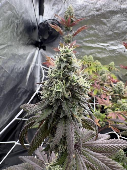 Solfire X Blackfarm X ExoticX GHS🍋🍒⛽️. Week 13 - Milk mustache
