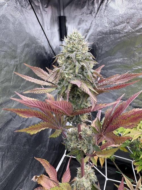 Solfire X Blackfarm X ExoticX GHS🍋🍒⛽️. Week 13 - Lucid vision