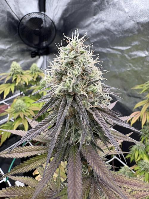 Solfire X Blackfarm X ExoticX GHS🍋🍒⛽️. Week 13 - Bard breath