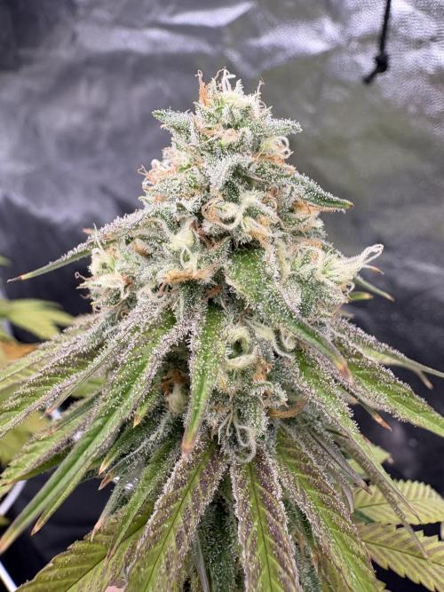 Solfire X Blackfarm X ExoticX GHS🍋🍒⛽️. Week 13 - Honey dipper