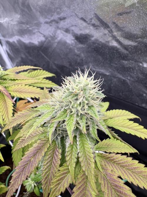 Solfire X Blackfarm X ExoticX GHS🍋🍒⛽️. Week 13 - Invidia 