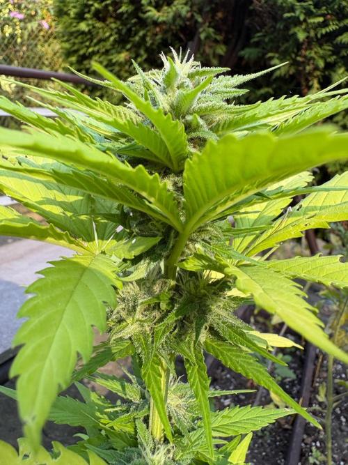 Outdoor Fastbuds🍰❄️. Week 6
