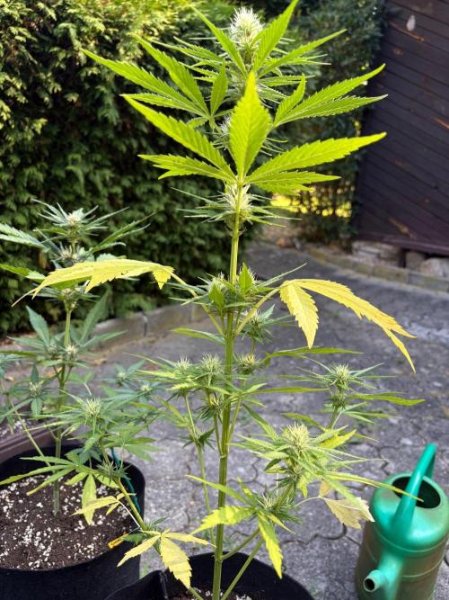 Outdoor Fastbuds🍰❄️. Week 6