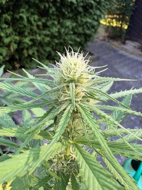 Outdoor Fastbuds🍰❄️. Week 6