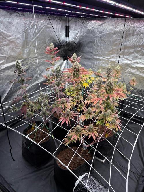 Solfire X Blackfarm X ExoticX GHS🍋🍒⛽️. Week 14
