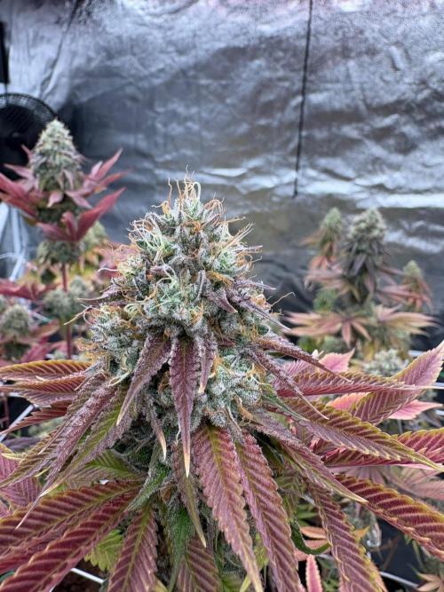 Solfire X Blackfarm X ExoticX GHS🍋🍒⛽️. Week 14 - Mia toyz