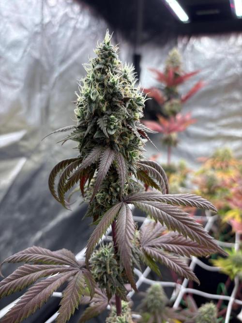 Solfire X Blackfarm X ExoticX GHS🍋🍒⛽️. Week 14 - Milk mustache 