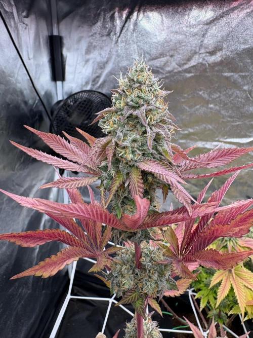 Solfire X Blackfarm X ExoticX GHS🍋🍒⛽️. Week 14 - Lucid vision 