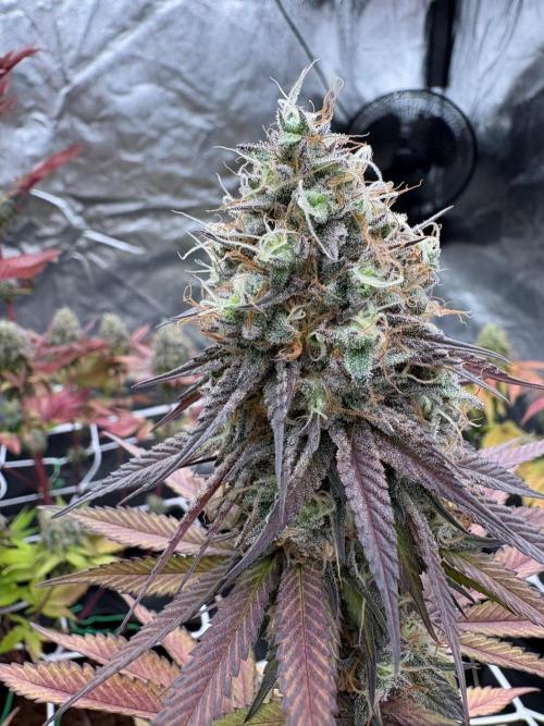 Solfire X Blackfarm X ExoticX GHS🍋🍒⛽️. Week 14 - Barf breath