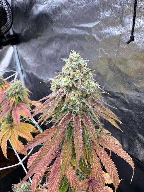 Solfire X Blackfarm X ExoticX GHS🍋🍒⛽️. Week 14 - Honey dipper 