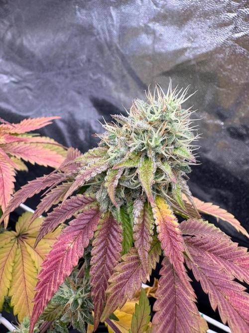 Solfire X Blackfarm X ExoticX GHS🍋🍒⛽️. Week 14 - Invidia
