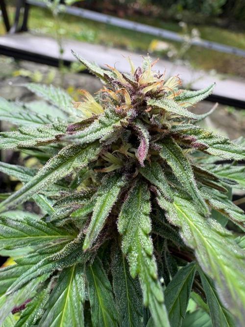 Outdoor Fastbuds🍰❄️. Week 7