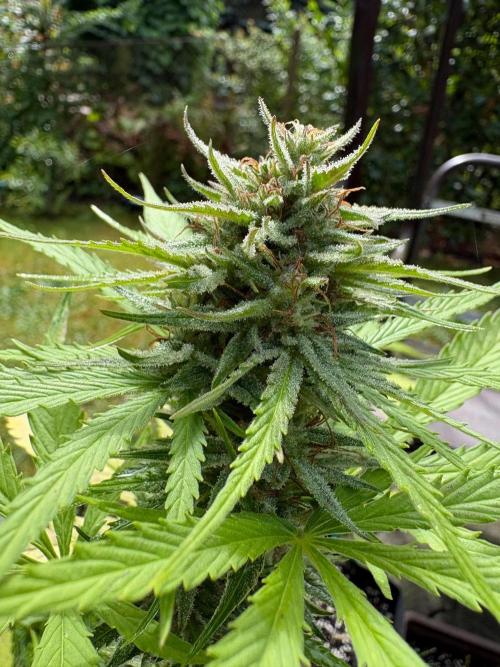 Outdoor Fastbuds🍰❄️. Week 7