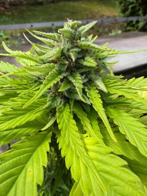 Outdoor Fastbuds🍰❄️. Week 7