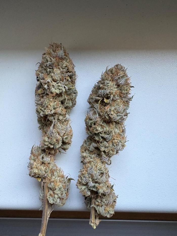 Solfire X Blackfarm X ExoticX GHS🍋🍒⛽️. Week 15