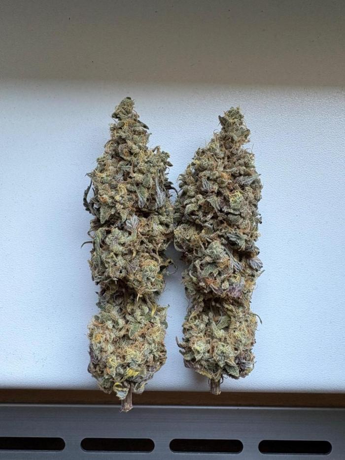Solfire X Blackfarm X ExoticX GHS🍋🍒⛽️. Week 15