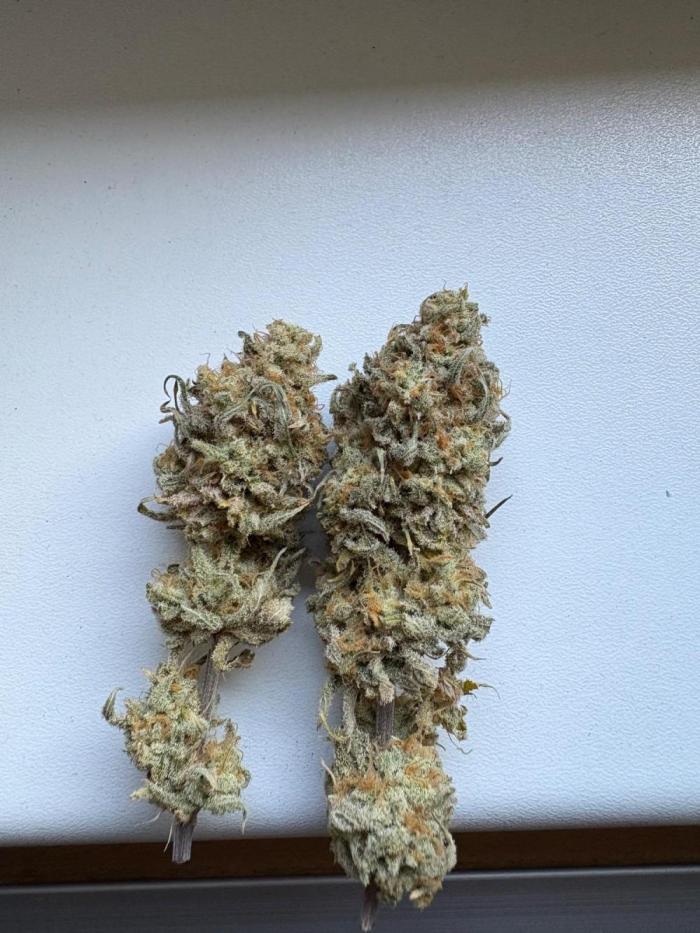 Solfire X Blackfarm X ExoticX GHS🍋🍒⛽️. Week 15