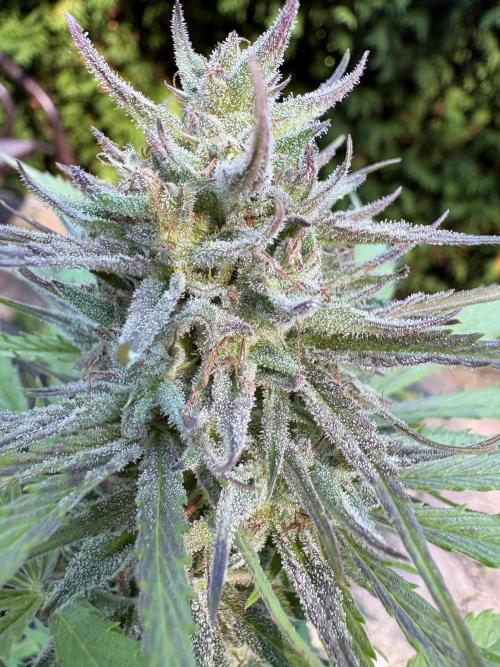 Outdoor Fastbuds🍰❄️. Week 8 - Pound Cake 