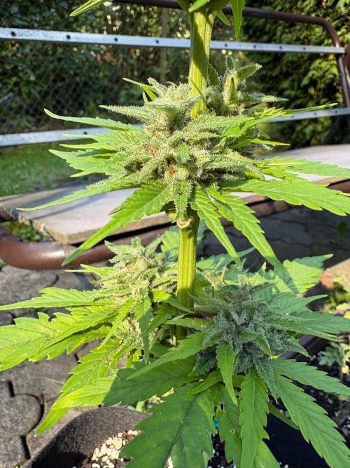 Outdoor Fastbuds🍰❄️. Week 8 - Frostbanger