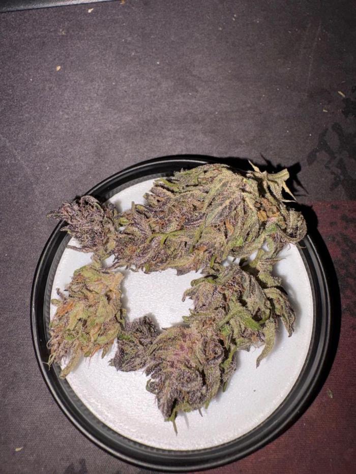 Outdoor Fastbuds🍰❄️. Week 9
