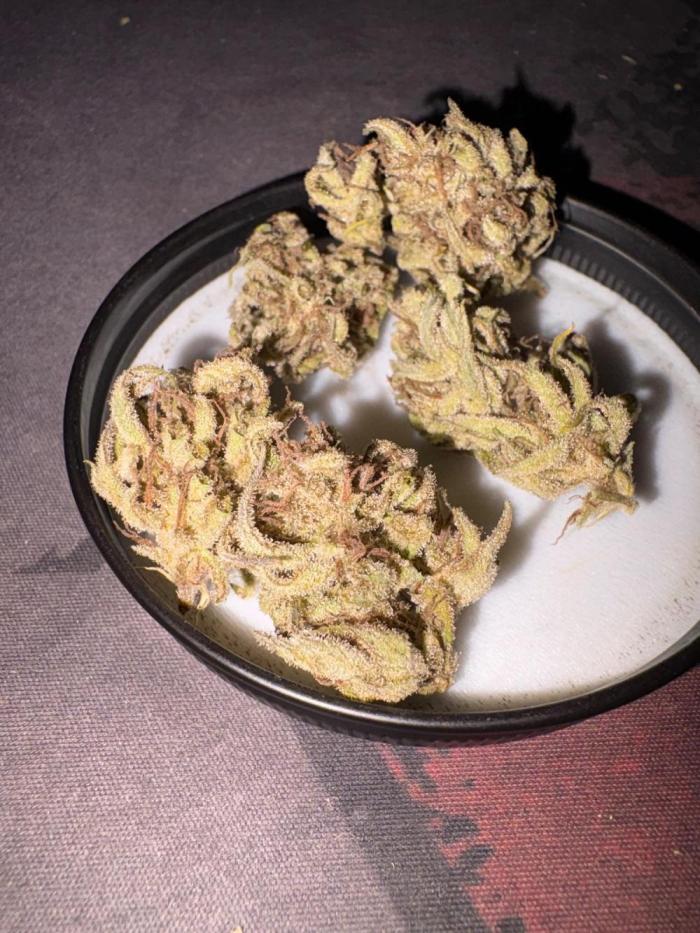 Outdoor Fastbuds🍰❄️. Week 9 - Gassy and pine 