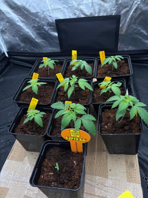 Solfire X GHS X Exotic X Grounded. Week 2