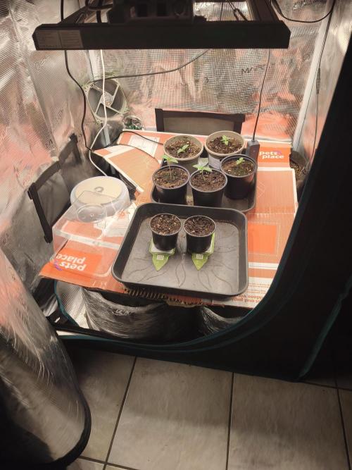 Sol vivant 15L #1. Week 2