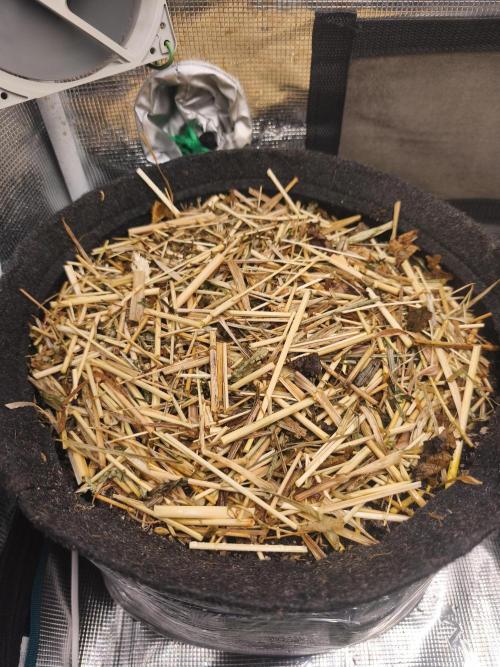 Sol vivant 15L #1. Week 2