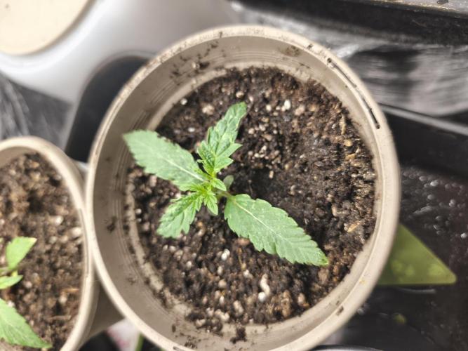 Sol vivant 15L #1. Week 3