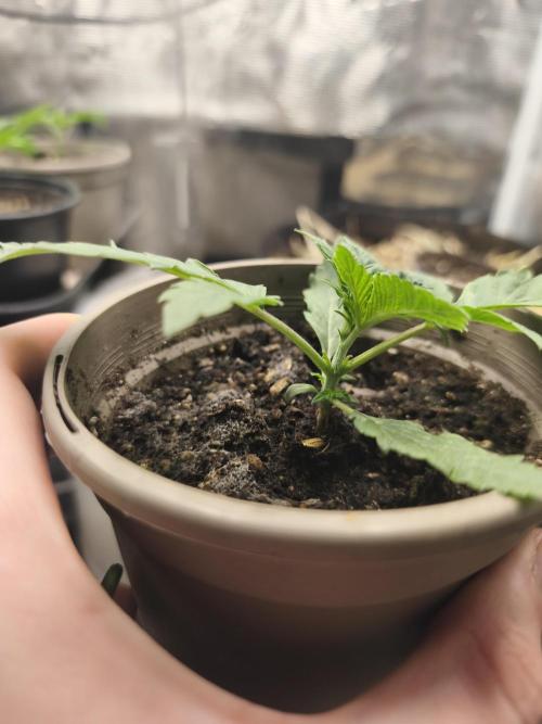 Sol vivant 15L #1. Week 3