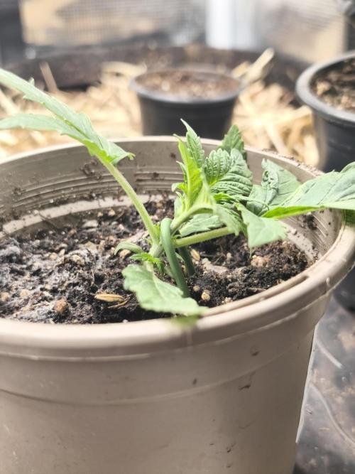 Sol vivant 15L #1. Week 3