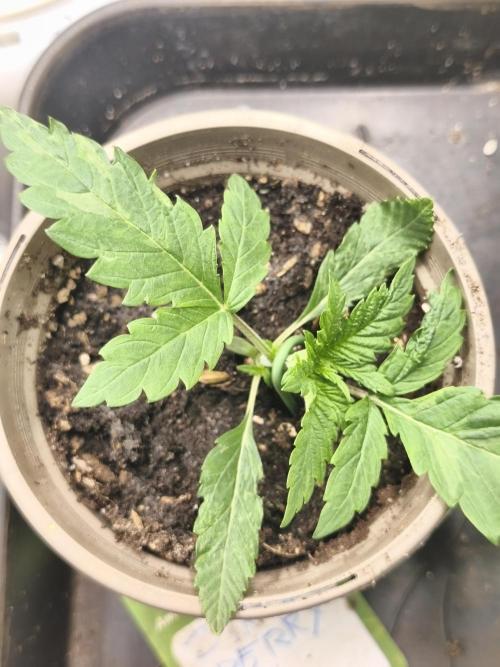 Sol vivant 15L #1. Week 3