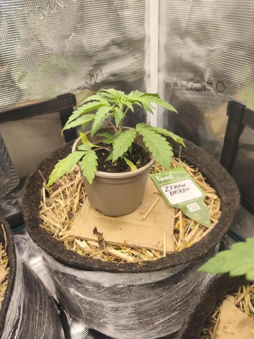 Sol vivant 15L #1. Week 5