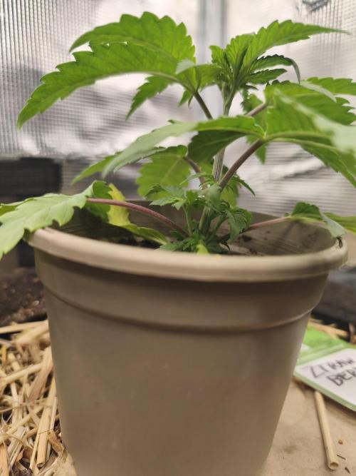 Sol vivant 15L #1. Week 5