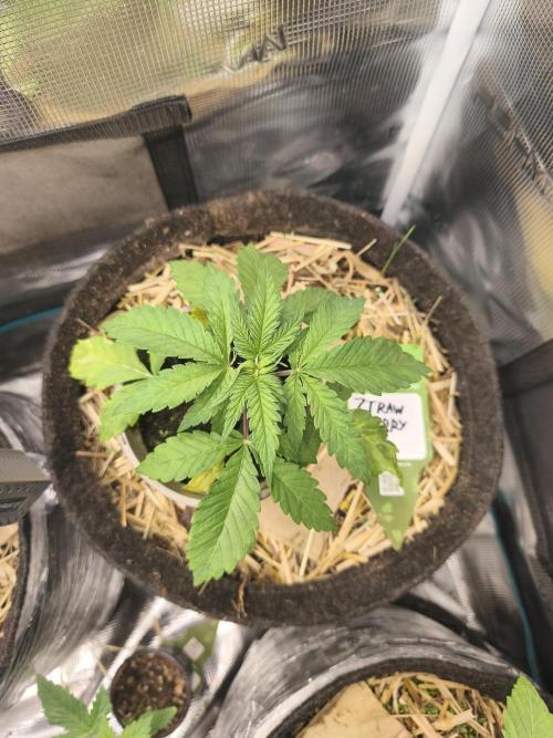 Sol vivant 15L #1. Week 5