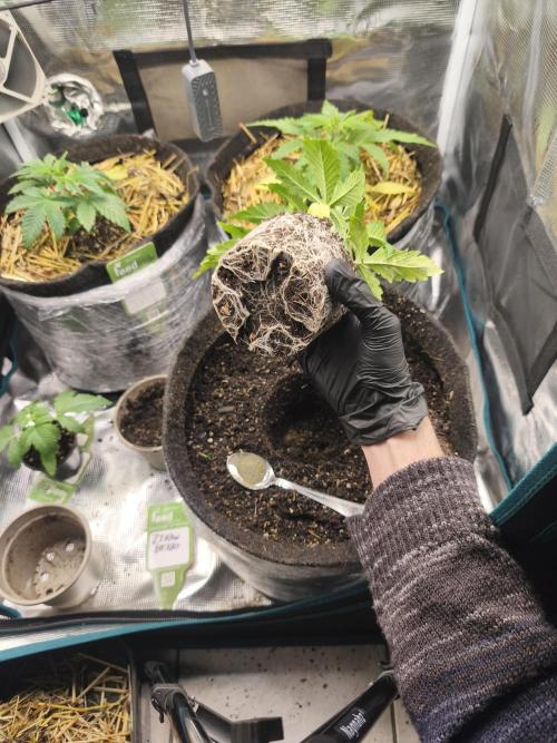 Sol vivant 15L #1. Week 5