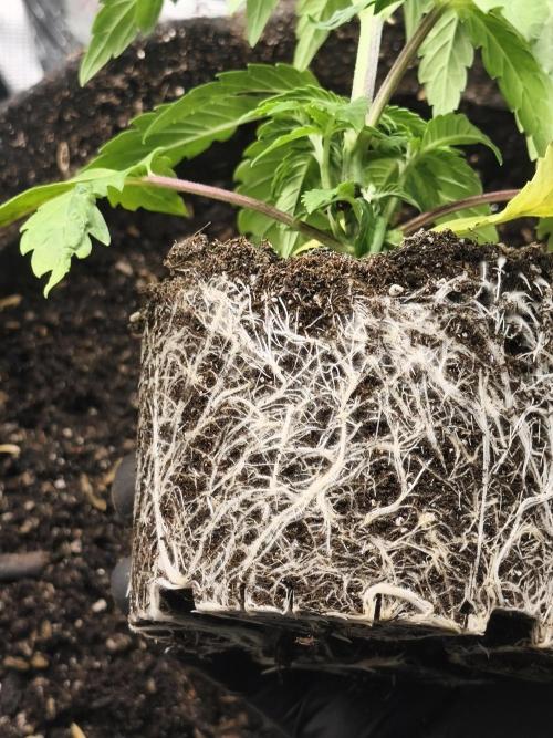 Sol vivant 15L #1. Week 5