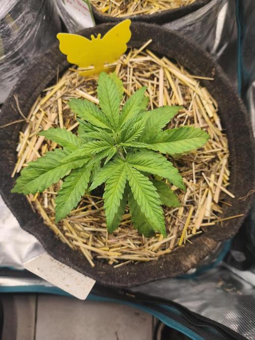 Sol vivant 15L #1. Week 5