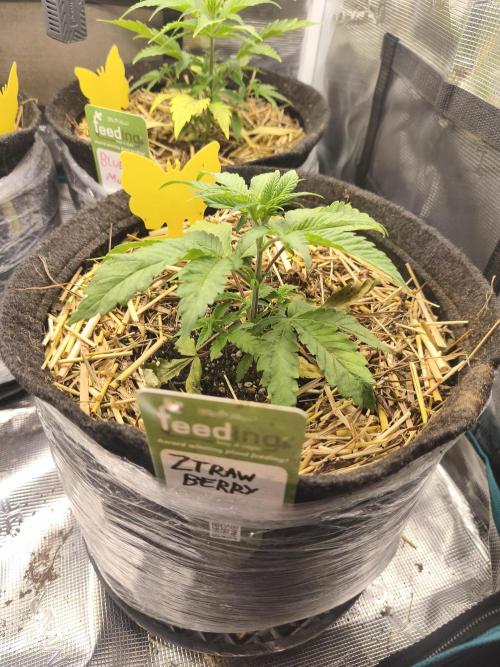 Sol vivant 15L #1. Week 6