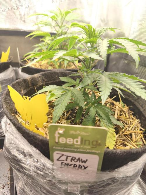 Sol vivant 15L #1. Week 7