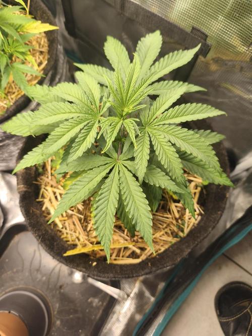 Sol vivant 15L #1. Week 7