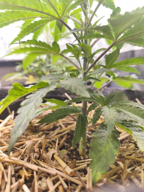 Sol vivant 15L #1. Week 7