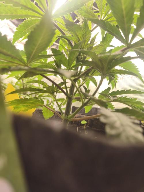 Sol vivant 15L #1. Week 7