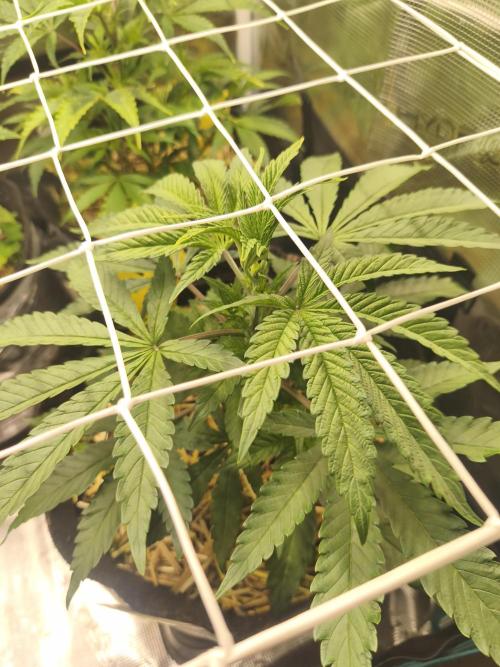 Sol vivant 15L #1. Week 7