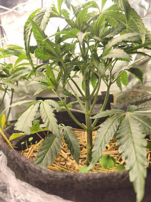 Sol vivant 15L - Ztrawberry. Week 8