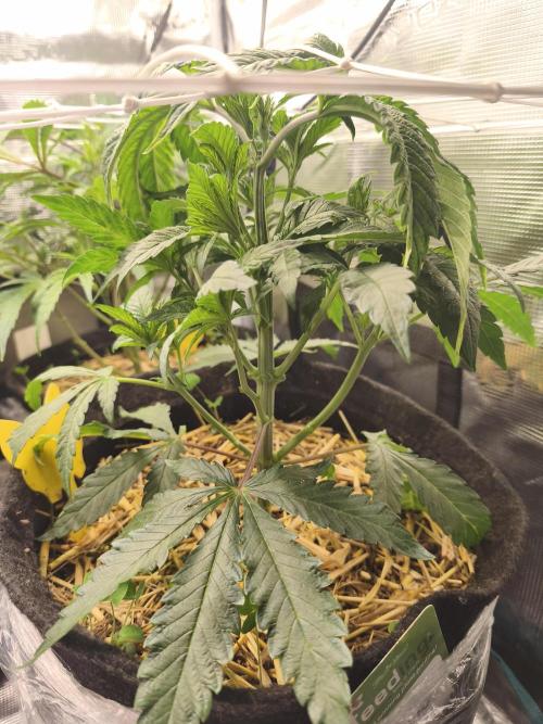 Sol vivant 15L - Ztrawberry. Week 8