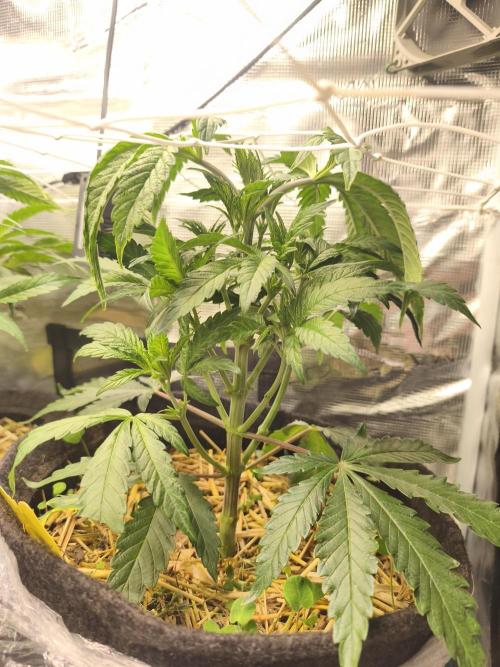 Sol vivant 15L - Ztrawberry. Week 8