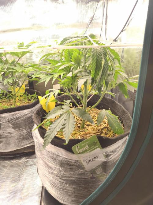 Sol vivant 15L - Ztrawberry. Week 8