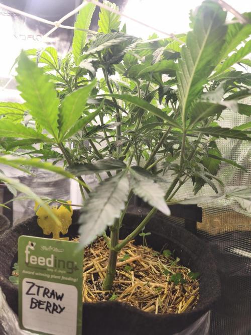 Sol vivant 15L - Ztrawberry. Week 9